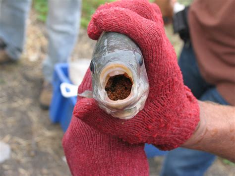 Transmisión experimental del Virus de la Tilapia de Lago en