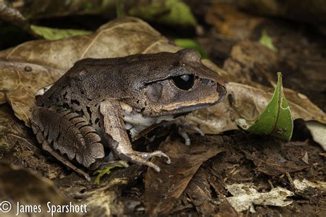 Great Barred Frog Mixophyes Fasciolatus Springbrook Nati Flickr