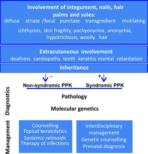 Palmoplantar Keratodermas Clinical And Genetic Aspects Has 2016