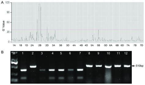 Bsr Seq Analysis Revealed A Leaf Rust Resistant Locus On Chromosome Bs