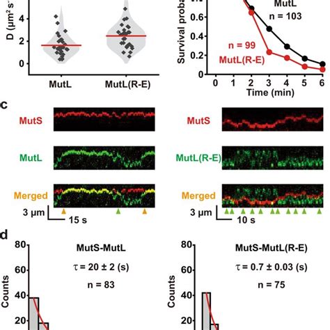 PDF MutS Functions As A Clamp Loader By Positioning MutL On The DNA