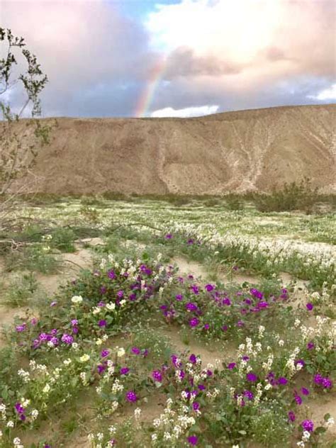 Anza Borrego Desert State Park Wildflower Reports Desertusa Wild Flowers Desert Flowers