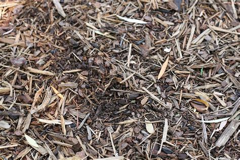 Pine Bark Nuggets Vs Mulch Which Is Right For Your Garden