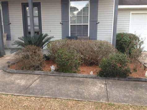 Are These Azalea Bushes Dead