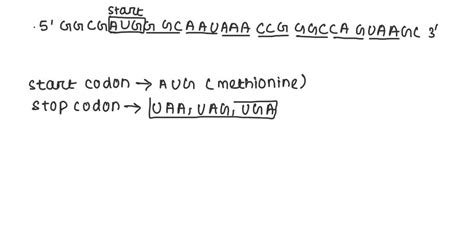 SOLVED: for the following codons on the mRNA determine the anti codons ...