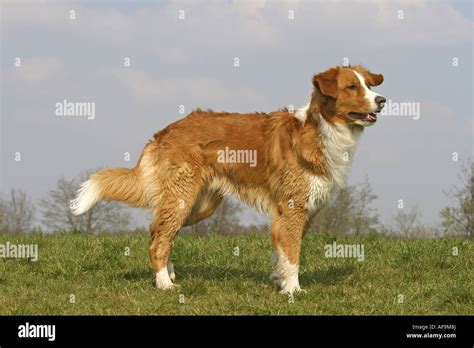 Leonberger Collie Mix