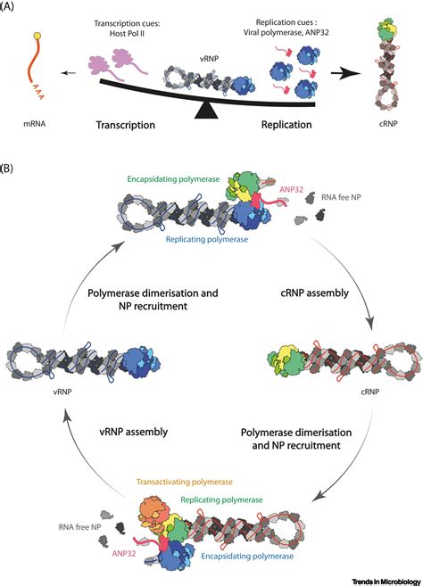 A Structural Understanding Of Influenza Virus Genome Replication