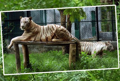 nawab wajid ali shah zoological garden: Lucknow Zoo takes measures to ...