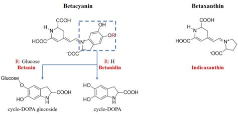 Betalain Dye Structure Consisting Of Betacyanin And Betaxanthin