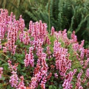 Kanadische Wasserpest Expertenwissen für den Garten