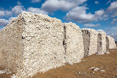 Cotton Module Stock Photos Pictures And Royalty Free Images Istock