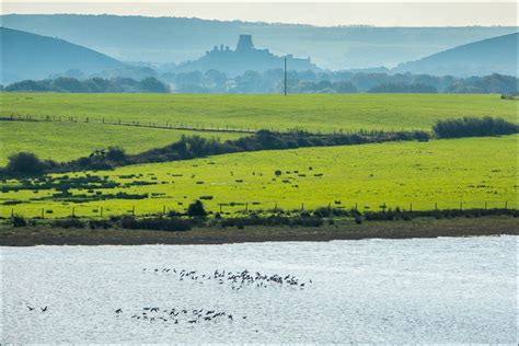 Arne walk - Arne Nature Reserve - Coombe Heath walk - Dorset walks