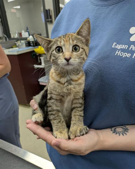 Eagan Pet Clinic | Eagan MN