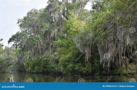 River Bayou Landscape In Southern Louisiana Stock Image Image Of Swamp People 246861615