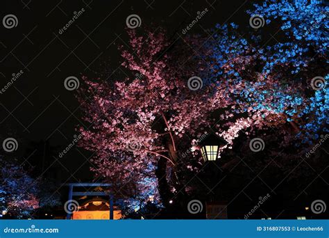 Yasukuni Jinja (Shinto-style Shrine) with Spring Cherry Blossom (sakura ...