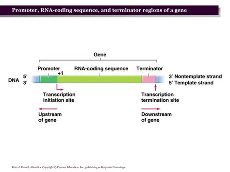 Prokaryotic Transcription Presentation.pptx 