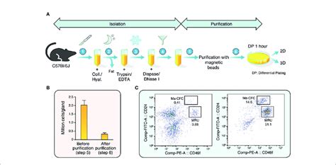 Isolation And Purification Of Mouse Mammary Epithelial Cells A