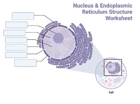 Nucleus - Definition, Structure, Diagram, and Functions - Biology Notes Online