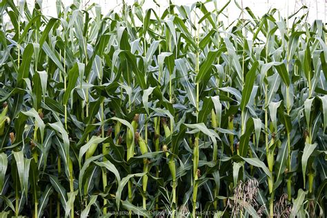 Corn Greenfuse Photos Garden Farm And Food Photography