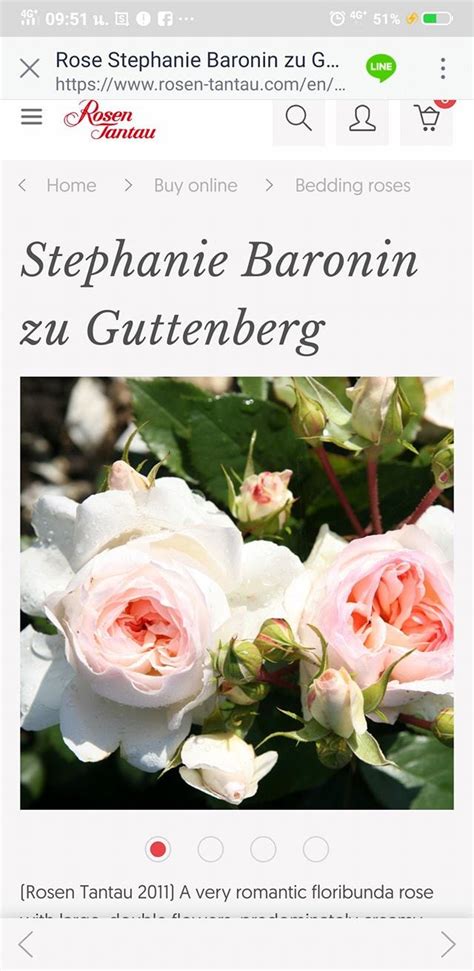 Stephanie Baronin zu Guttenberg... - บ้านสวนกุหลาบ by นุช
