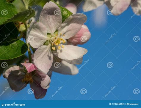 Apple Tree, Malus Domestica Stock Photo - Image of freshness ...