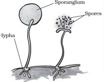 Asexual Reproduction And Its Types With Examples 46 OFF