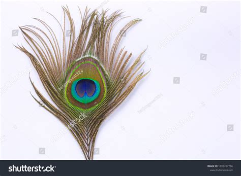 Peacock Feathers On White Background Stock Photo 1893787786 | Shutterstock