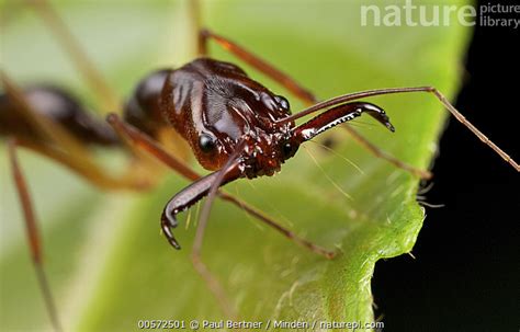 Stock Photo Of Ant Odontomachus Sp Gunung Leuser National Park