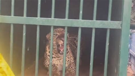 Watch Leopard That Mauled 6 Year Old Girl To Death Caught Near