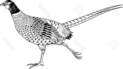 Pheasant Vector at Vectorified.com | Collection of Pheasant Vector free ...