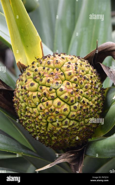 Fruit Of Screw Pine Pandanus Tectorius Crescent Head Nsw Australia