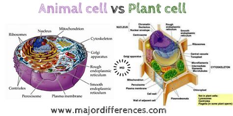 Difference Between Plant cell and Animal Cell (Plant cell vs Animal cell)