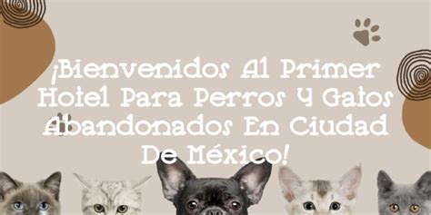 Bienvenidos Al Primer Hotel Para Perros Y Gatos Abandonados En