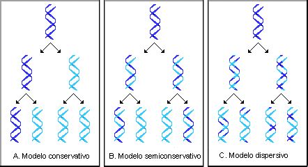 Replicaci N Del Adn Apuntes De Bioqu Mica