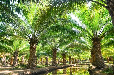 Palm Tree In The Palm Garden With Beautiful Palm Leaves Nature And