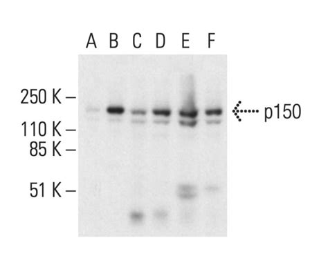 P150 Antibody F 7 Scbt Santa Cruz Biotechnology