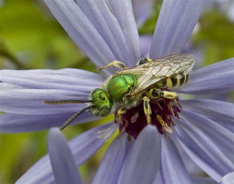 Green Metallic Bee Male Agapostemon Texanum A Photo On Flickriver