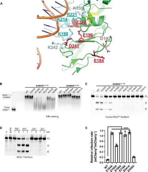 Trna Binding And Active Site Of Samd A Part Of The Crystal