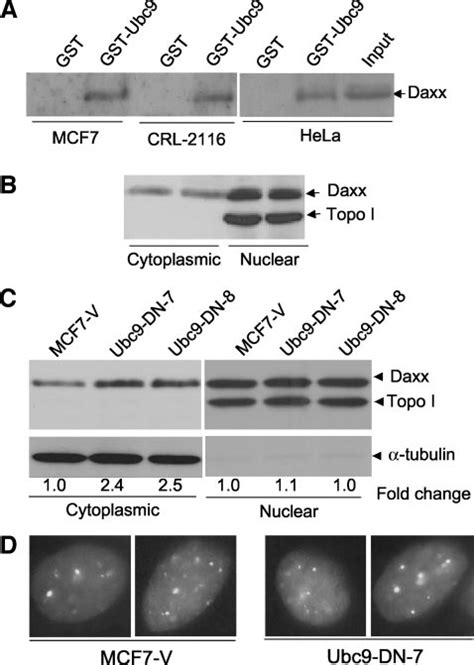 Effect Of Ubc9 Dominant Negative Mutant Ubc9 Dn On The Subcellular