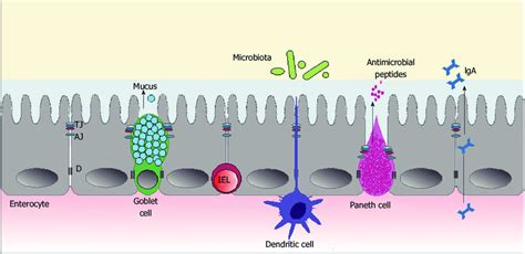 Schematic illustration of the intestinal barrier. The three main ...