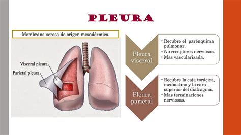 PLEURA Estudiante De Medicina Derrame Pleural UDocz