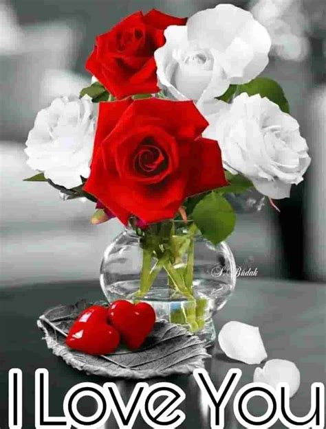 Top 55 Beautiful I Love You Roses Images Photo Pics Wallpaper Download