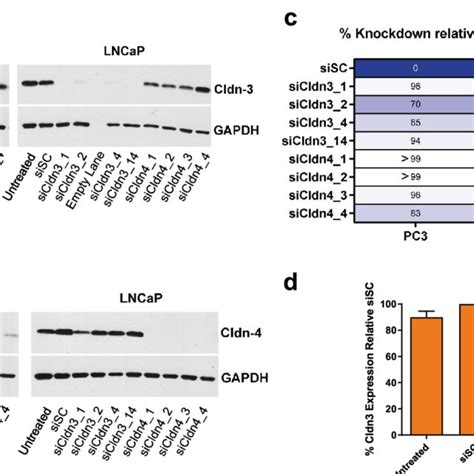 Knock Down Of Cldn3 And Cldn4 In Human Prostate Cancer Cells Western