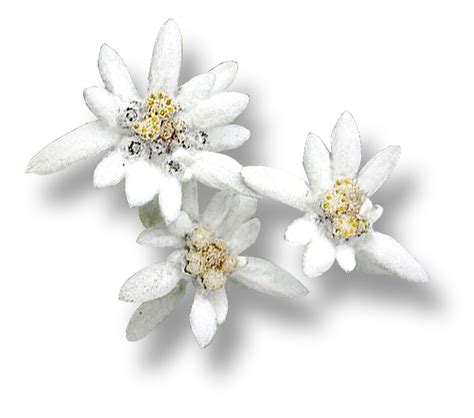 Edelweiss Png