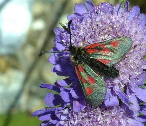 16192 Zygaena Exulans NGID1060389374 Naturgucker De Enjoynature