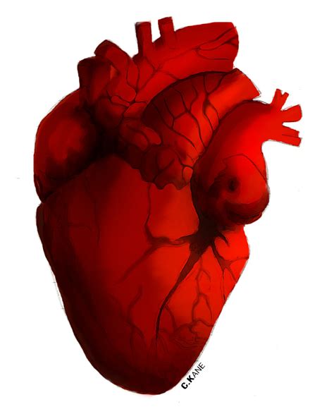 Real Heart Human Heart Clip Art Hostted 2 Clipartbarn Wikiclipart