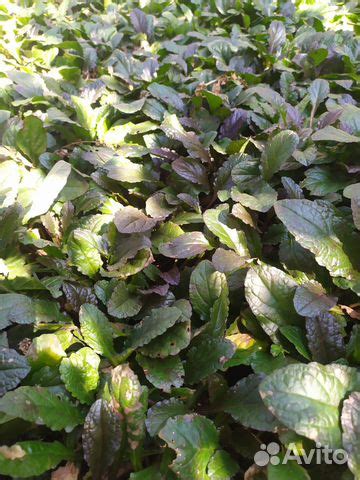 Растения для сада купить в Саратове | Товары для дома и дачи | Авито