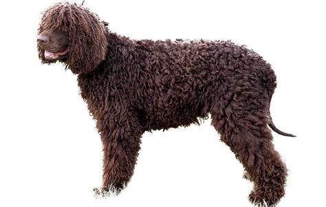 Irish Water Spaniel - Dog Breed Guide