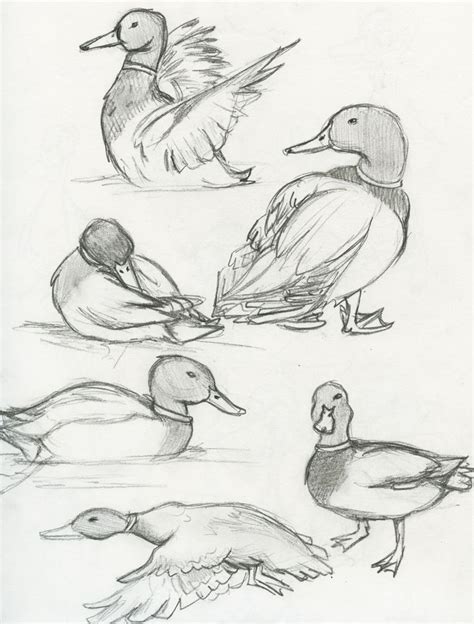 Mallard Duck | The eBestiary | Animal drawings, Animal drawings ...