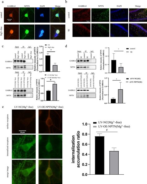 GABRA1 And NPTN Interaction In The Primary Neurons And Hippocampus